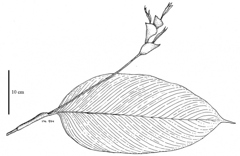 File:Marantaceae.jpg