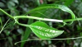 Thumbnail for version as of 20:00, 4 February 2011