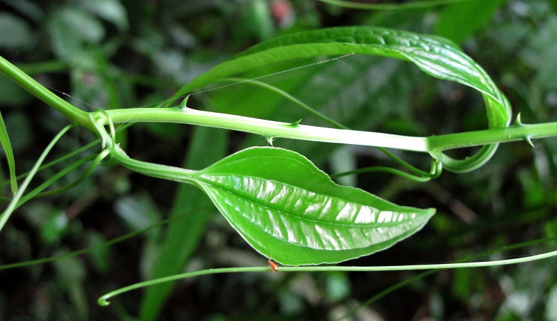 File:Smilax 2010 3.jpg