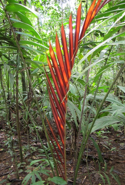File:Welfia leaf 2010 2.jpg