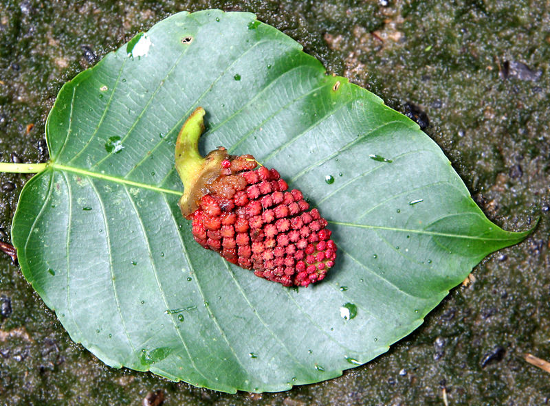 File:Hura fl 2014 1.jpg