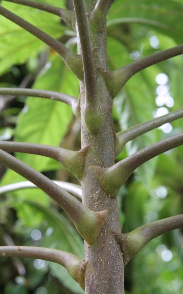 File:IMG 0312b.jpg