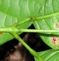 Thumbnail for version as of 20:44, 8 December 2010