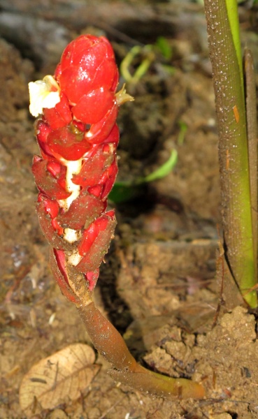 File:Renealmia pluriplicata 2010 3.jpg