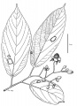 Thumbnail for version as of 16:09, 9 June 2008