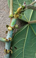 Thumbnail for version as of 19:01, 22 September 2008