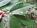 Thumbnail for version as of 19:38, 14 December 2010