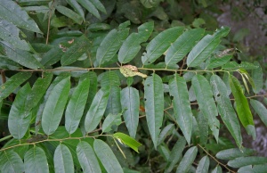 Annonaceae ? 1.jpg