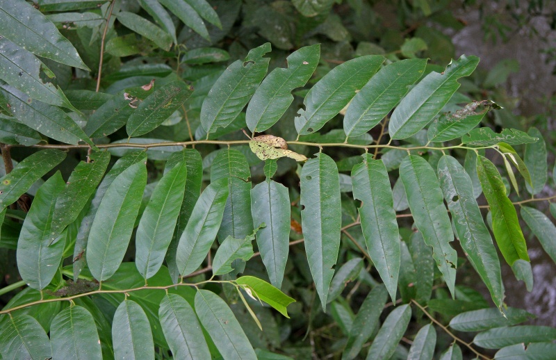 File:Annonaceae ? 1.jpg