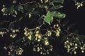 Thumbnail for version as of 19:06, 22 October 2008