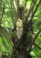 Thumbnail for version as of 19:21, 27 March 2012