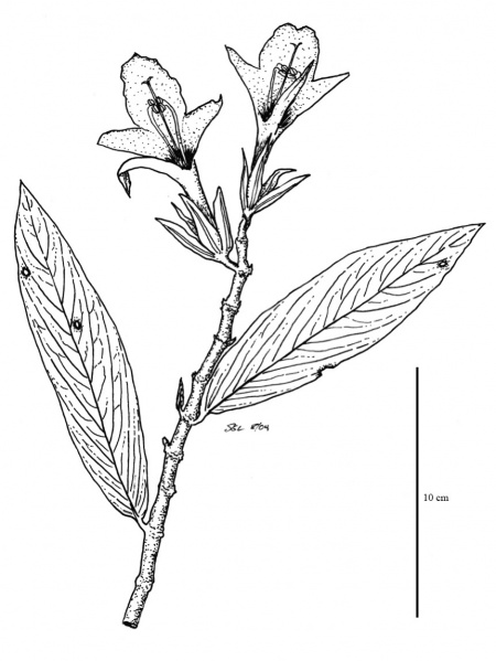 File:Gesneriaceae.jpg