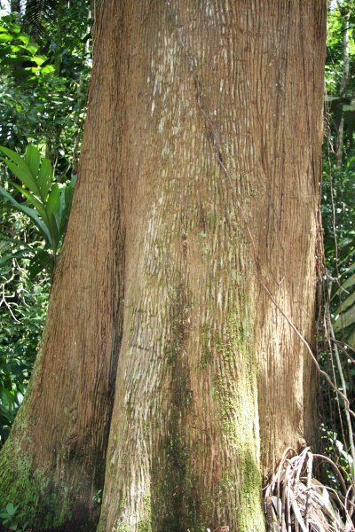 File:Lecythis ampla trunk 3.jpg