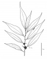 Thumbnail for version as of 16:09, 9 June 2008
