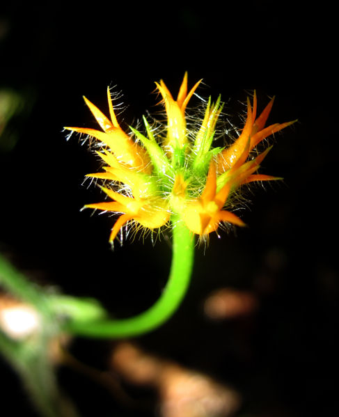 File:Gurania coccinea 1 2011.jpg