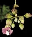 Thumbnail for version as of 20:03, 4 February 2011