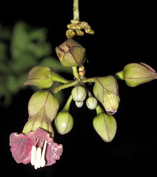 File:Merinthopodium neuranthum 2010 2.jpg
