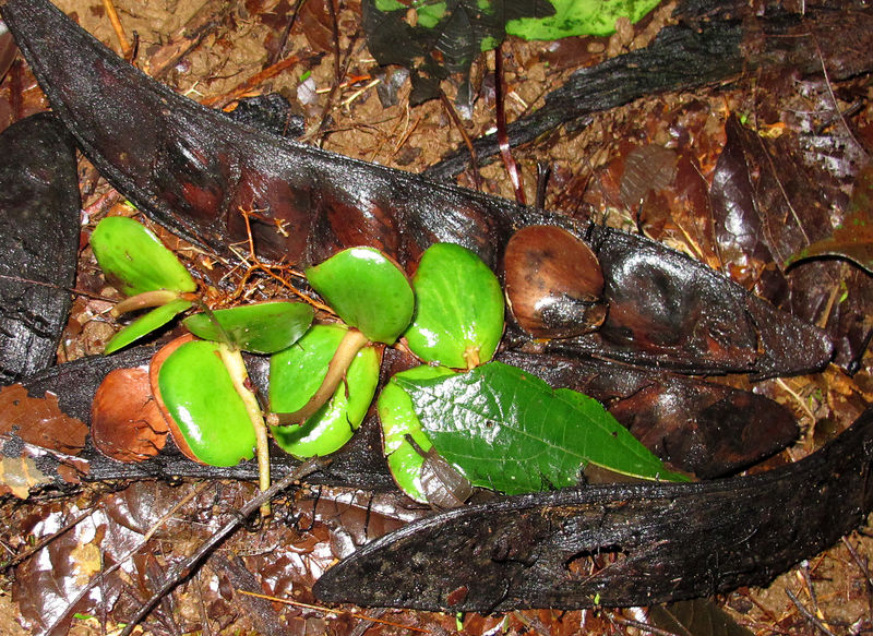 File:Pentaclethra seedlings 2014 1.jpg