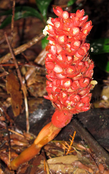 File:Renealmia pluriplicata 2014 1.jpg