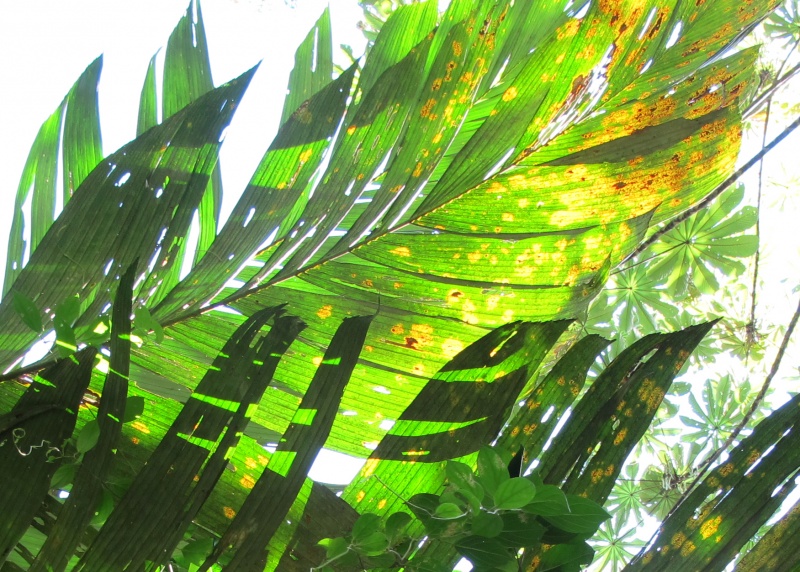 File:Astrocaryum leaf 2010 2.jpg