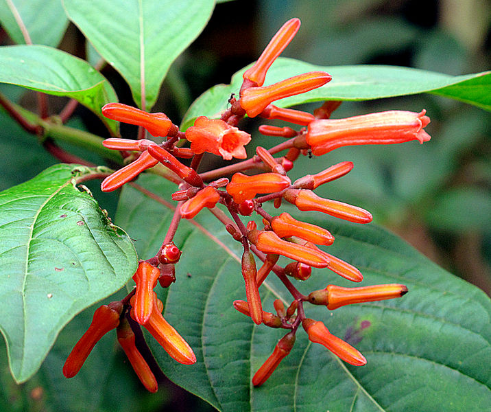 File:Hamelia 2013 1.jpg