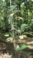 Thumbnail for version as of 19:09, 26 March 2012