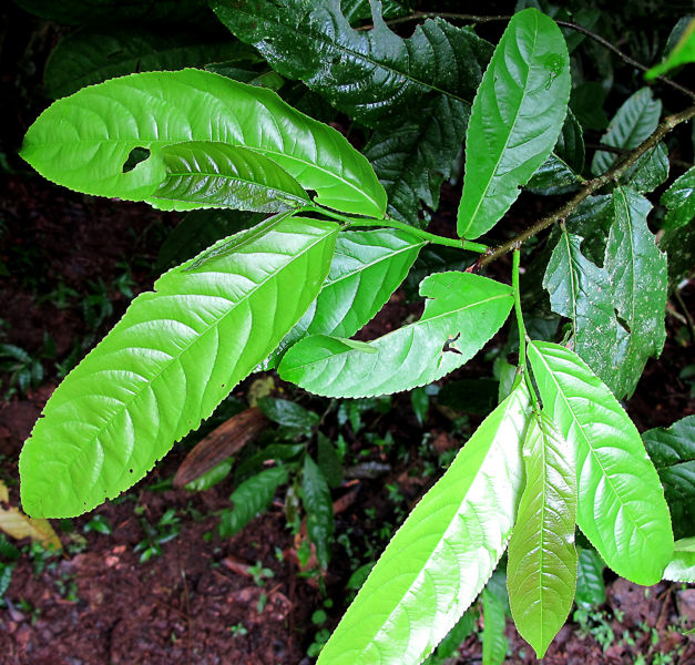 File:Flacourtiaceae 2010 1.jpg