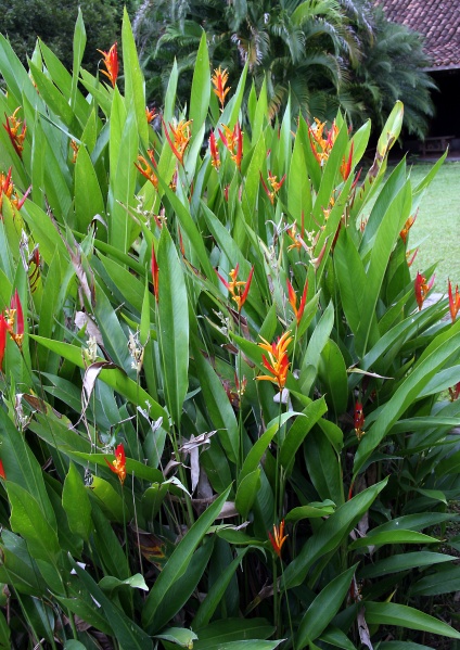File:IMG 0544b.jpg