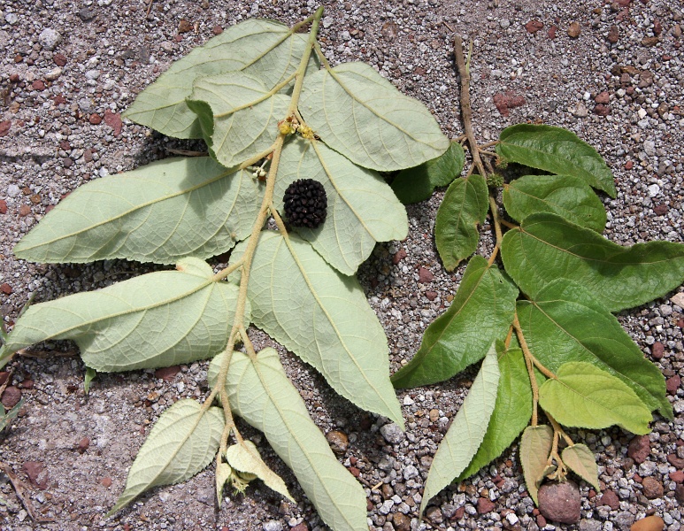 File:IMG 0705b.jpg