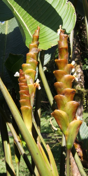File:Calathea lutea 1.jpg