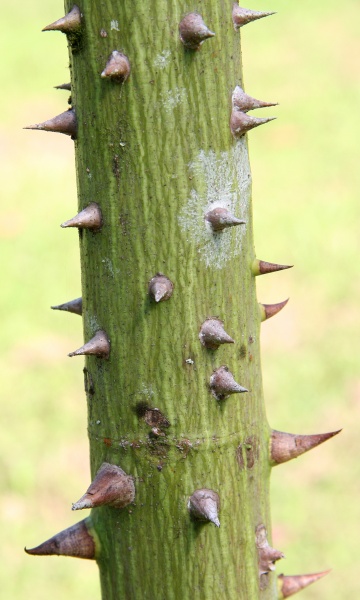 File:Ceiba young trunk 1.jpg
