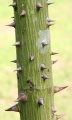 Thumbnail for version as of 13:51, 30 July 2009