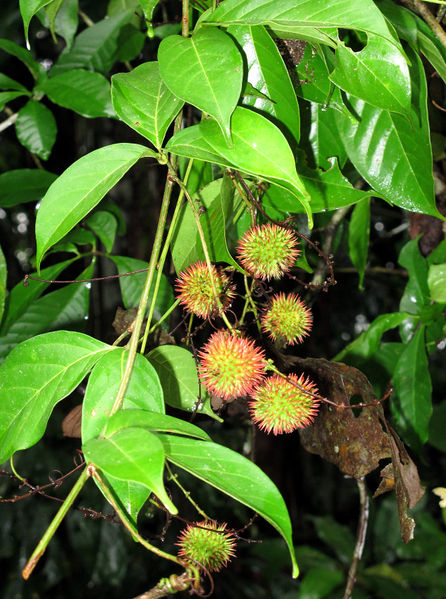 File:Paullinia granatensis 2014 1.jpg