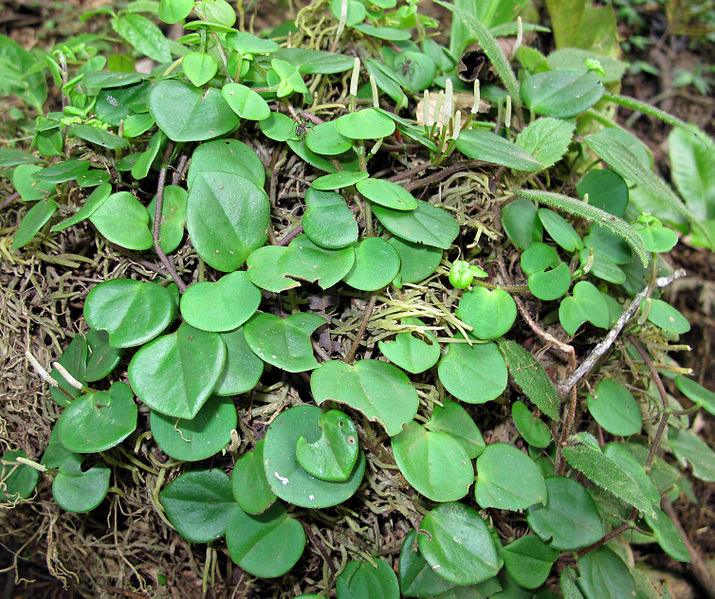 File:Peperomia 2013 1.jpg