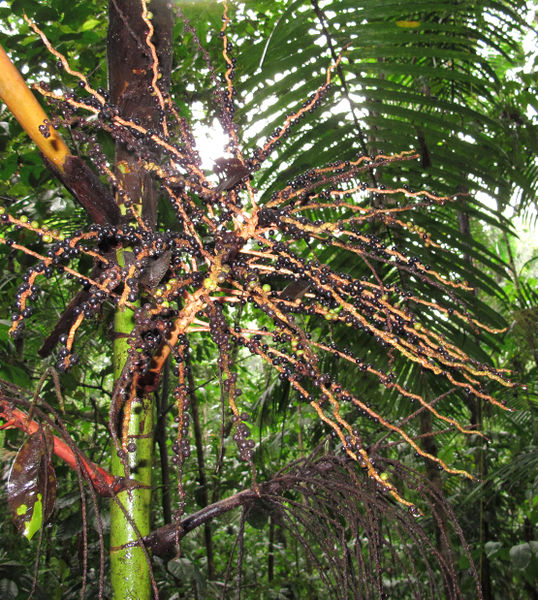 File:Prestoea fr 2014 01.jpg