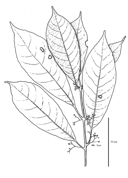 File:Siparunaceae.jpg