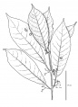 Thumbnail for version as of 16:08, 9 June 2008