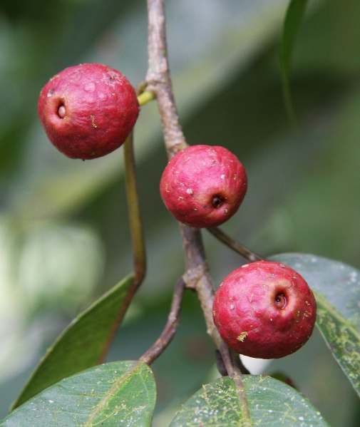 File:Ficus 1.jpg