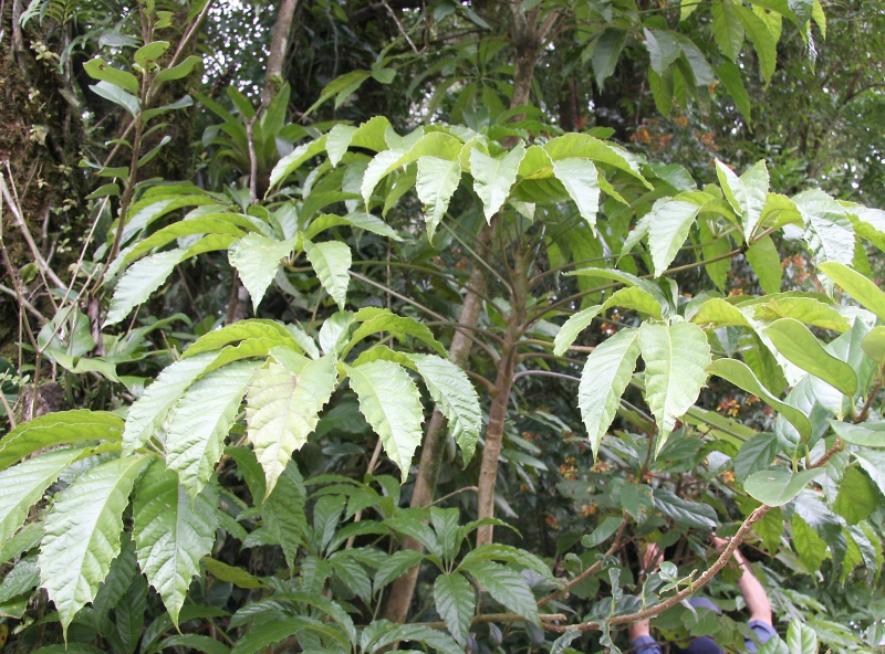 File:IMG 0309b.jpg