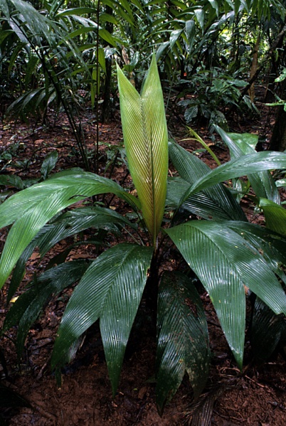 File:Asterogyne 1.jpg