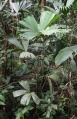 Thumbnail for version as of 14:23, 30 July 2009