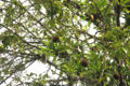 Thumbnail for version as of 19:00, 28 March 2012