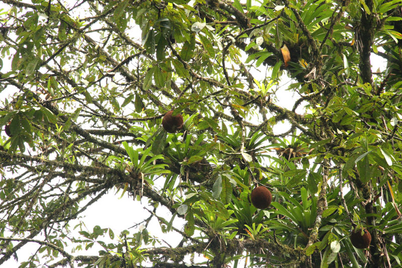 File:Pachira 2 2011.jpg