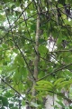 Thumbnail for version as of 17:06, 30 July 2009
