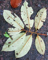 Thumbnail for version as of 21:54, 11 October 2014