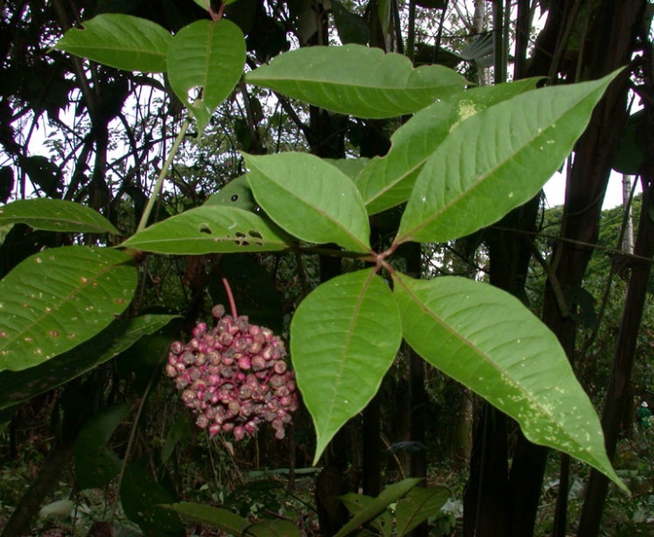 File:Neea psychotrioides Aguilar.jpg