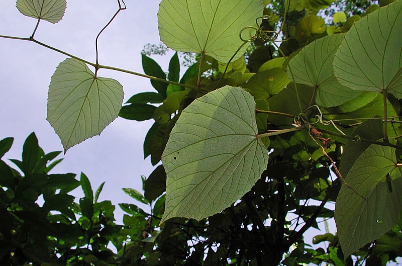 File:Vitis tiliifolia Aguilar.jpg