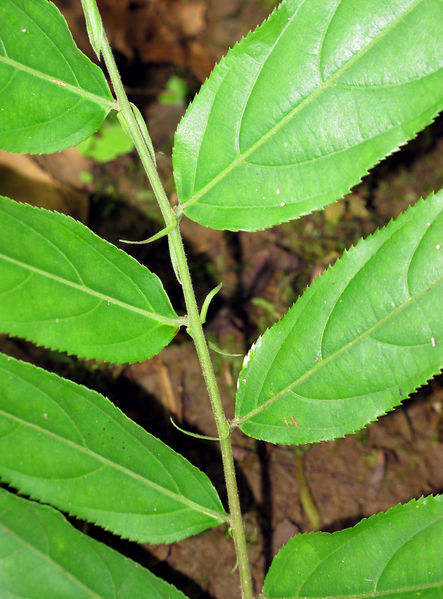 File:Casearia 2013 17b.jpg