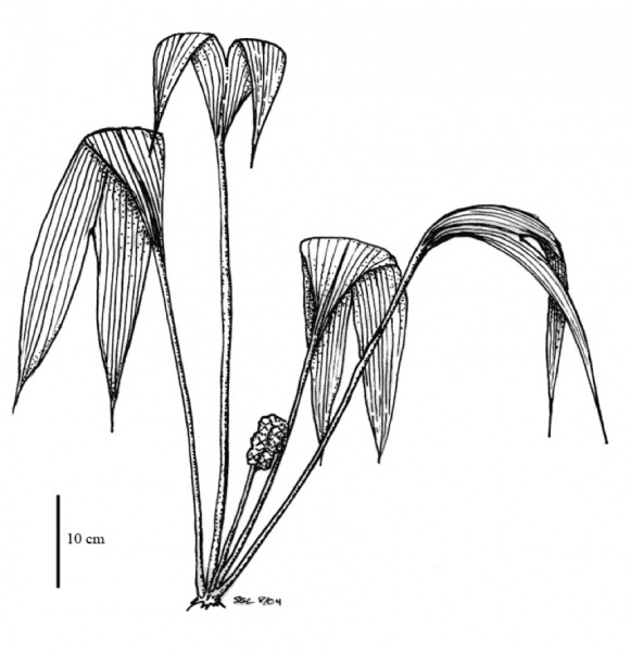 File:Cyclanthaceae.jpg