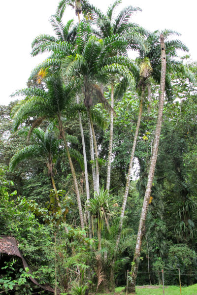 File:Bactris gasipaes 2010 1.jpg
